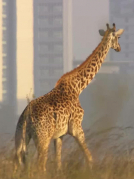 ���о���