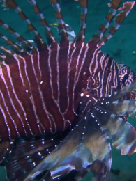 ��������Ķ������İ�