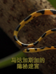 �����˹�ӵ������Թ�