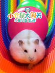 小仓鼠大闯关之夏日篇 第2季动漫海报
