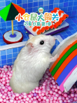 小仓鼠大闯关之夏日篇 第1季动漫海报