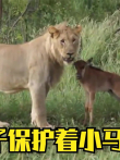 狮子母性大发，义无反顾的保护着这只小马像是自己的孩子一样电影海报