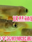 鱼爸爸扛下所有，什么事都是一个人默默的承受，把最好的给我们电影海报