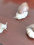我的极速蜗牛，快不电影海报