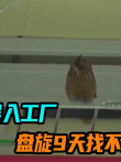 猫头鹰误入工厂，盘旋9天找不到出口，工人设法营救电影海报