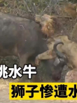 落单水牛单挑雄狮，大战300回合场面惨烈，雄狮完全没有机会电影海报