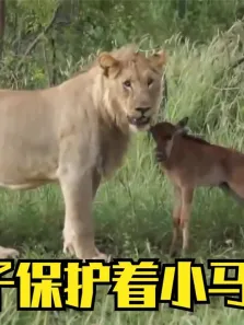 狮子母性大发，义无反顾的保护着这只小马像是自己的孩子一样电影海报