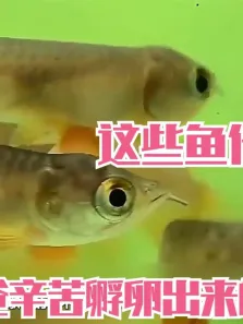 鱼爸爸扛下所有，什么事都是一个人默默的承受，把最好的给我们电影海报