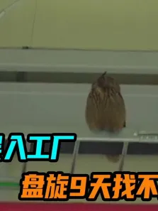 猫头鹰误入工厂，盘旋9天找不到出口，工人设法营救电影海报
