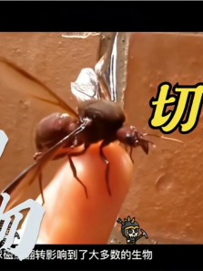 ������Ҷ�Ϸɹ�̫ƽ���������������ѵ������������ҵ�����