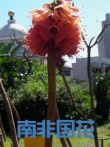 南非国花电影海报