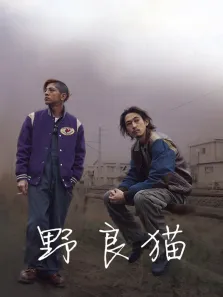 野良猫电影海报