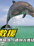 被缚海豚又遇搁浅，遇到人类结局暖人心电影海报