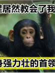 黑猩猩居然教会了我谈恋爱身强力壮的首领都比不过电影海报