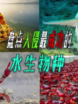 盘点各国泛滥成灾的物种，到底有多可怕连吃货都不敢解决电影海报