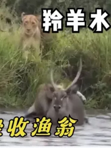动物世界:羚羊水中角斗，狮子坐收渔翁之利电影海报