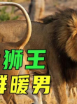 史上最温柔狮王，对待入侵者凶狠残暴，却主动狩猎给老婆孩子吃电影海报