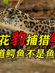 美洲豹捕猎鳄鱼，难道鳄鱼不是鱼电影海报