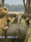 虚构:孩子被狮子猎杀后牛妈哭得好伤心，复仇时把狮子打得躲树上电影海报