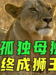 母狮卡莉大战黑鬃三兄弟，遭草原大火，最终团灭黑鬃雄狮成为女王电影海报