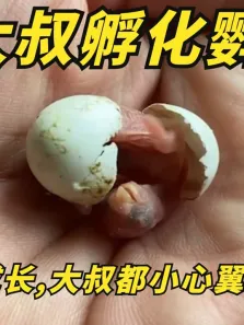 大叔孵化鹦鹉蛋，从破壳到成长，无时无刻都体现出了父爱电影海报