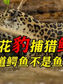 美洲豹捕猎鳄鱼，难道鳄鱼不是鱼电影海报