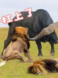 �������� ˮţ��ʨ�ӷ�񲫶� ���Ŷ�����