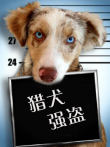 猎犬强盗电影海报