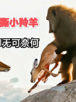 这是多么残酷的事情啊，狒狒手撕小羚羊，羚羊妈妈只能无可的看着电影海报