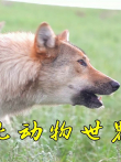 野狼和圈养狼到底有啥区别进入狼群实拍，堪比动物世界电影海报