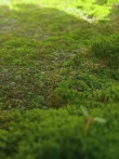 苔痕上阶绿，草色入帘青，咋样电影海报