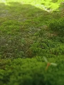 苔痕上阶绿，草色入帘青，咋样电影海报