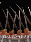 史前怪诞虫有多诡异外形像蜈蚣，却能像人类一样直立行走电影海报