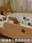 捡回来的小橘猫喜欢和人类幼崽抢枕头，抢着抢着就长大了电影海报