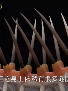 史前怪诞虫有多诡异外形像蜈蚣，却能像人类一样直立行走电影海报