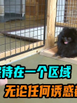 狗狗始终待在一个区域，无论任何诱惑都不离开电影海报