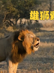 雄狮中的异类，体型巨大却胆小如鼠一生没有领地却风流成性电影海报