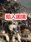 100多只狗危在旦夕，但是由于一些原因，该不该出手相救电影海报