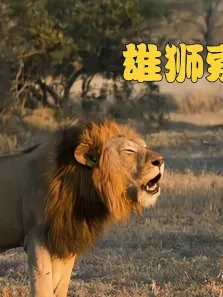 雄狮中的异类，体型巨大却胆小如鼠一生没有领地却风流成性电影海报
