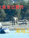三头雄狮围攻狮王，大象发出警告，河马三次出手相救电影海报