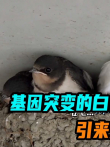 基因突变的白色燕子，引来无数游客围观拍照电影海报