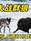 藏獒大战群狼，不仅没有吃亏，反而打的群狼不敢造次电影海报