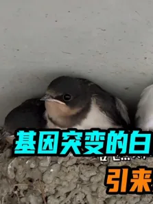 基因突变的白色燕子，引来无数游客围观拍照电影海报