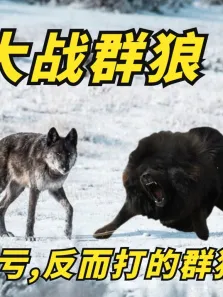 藏獒大战群狼，不仅没有吃亏，反而打的群狼不敢造次电影海报