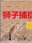 雄狮妄图捕猎花豹，却遭遇到母狮的围攻，花豹装死逃过一劫电影海报