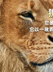 它是鬣狗的终结者 以一敌四击退四只雄狮电影海报