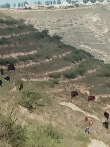 这满山的牛，还是牛肉啊电影海报