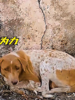 孩子在眼前生命垂危，狗妈妈只能眼睁睁看着，好心小哥出手相救电影海报