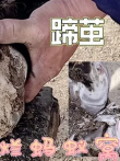 肉垫膨出成茧蛋蹄放不平，利刀铲除蹄茧血泡蚂蚁洞，可怜驴解脱了电影海报