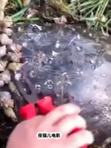 海龟的龟壳上寄生了很多甲壳类动物，用钳子帮海龟清理电影海报